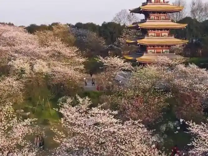 我在东湖樱花园等你