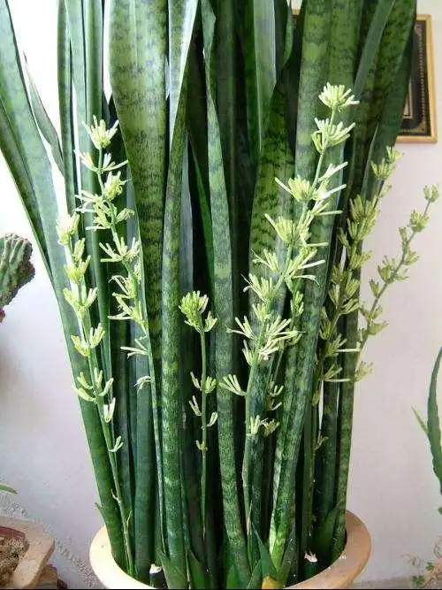 金边虎皮兰用什么盆栽最好 金边虎皮兰用什么花盆好看