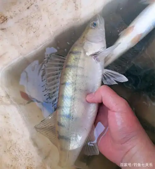 黄河发现新鱼种!钓鱼人钓获的"梭鲈",是生态变好的信号?