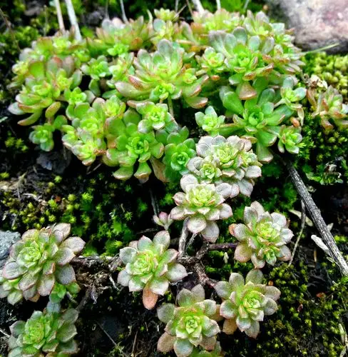 野生多肉(手机拍摄)