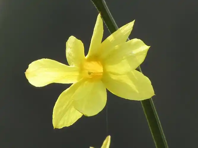 八瓣迎春花送给天大人卡片机Ⅱ傻拍20226