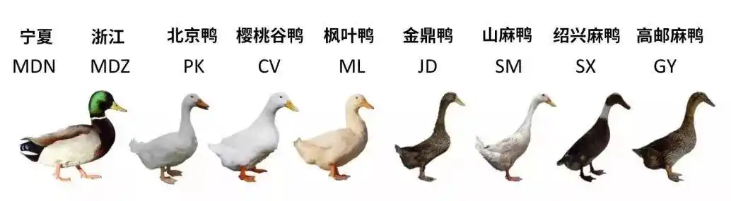 头不绿的绿头鸭安能辨我是雌雄鸭