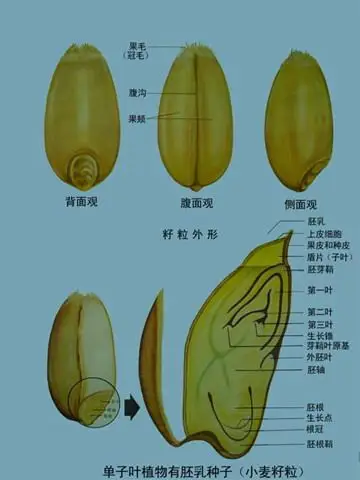 单子叶植物有胚乳种子(小麦籽粒)