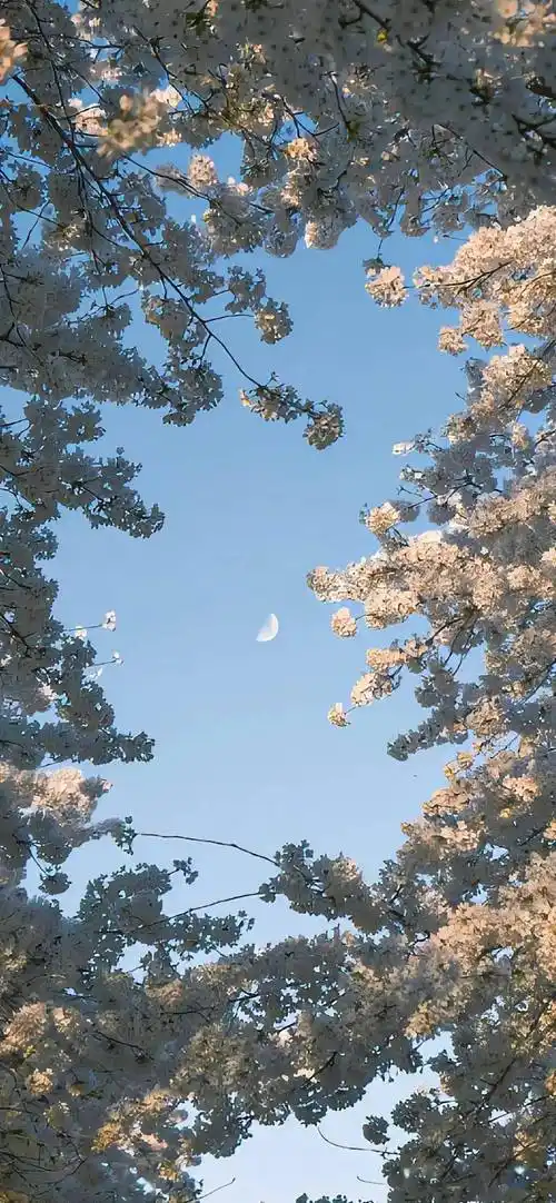 壁纸非常喜欢的高清手机锁屏壁纸