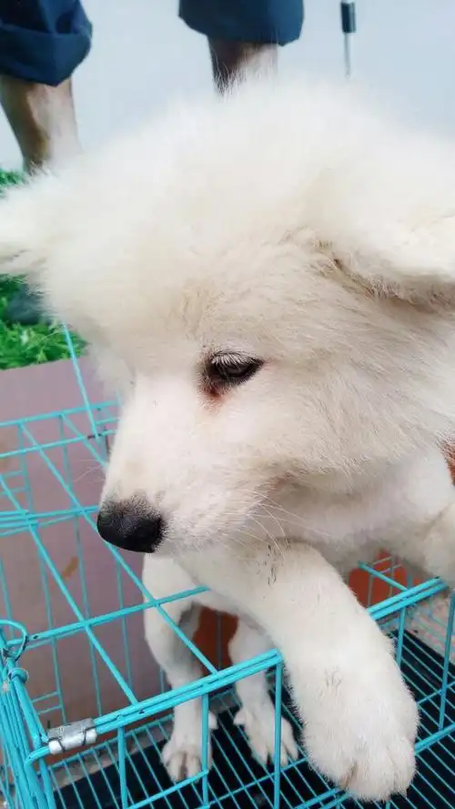 这萨摩耶纯不纯