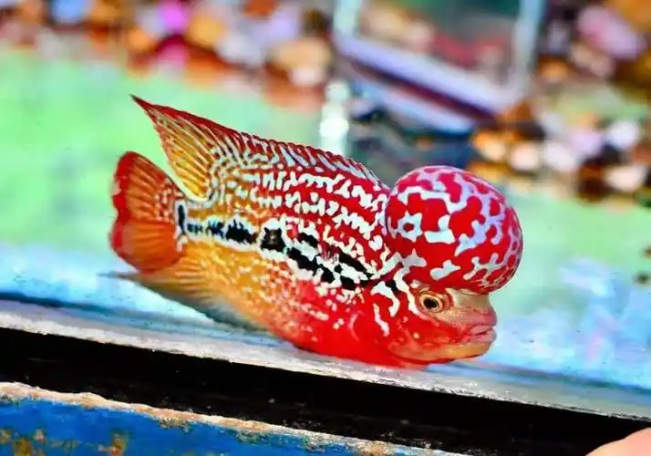 精品罗汉鱼 泰国罗汉鱼 马骝 幻彩 罗汉鱼成鱼 起