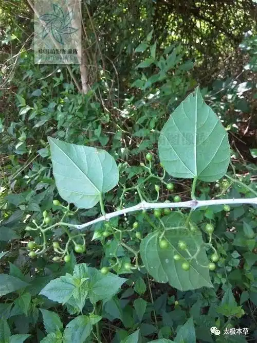 飞龙接骨见过吗消肿解毒祛风活络用于扭伤骨折腰肌劳损坐骨神经痛