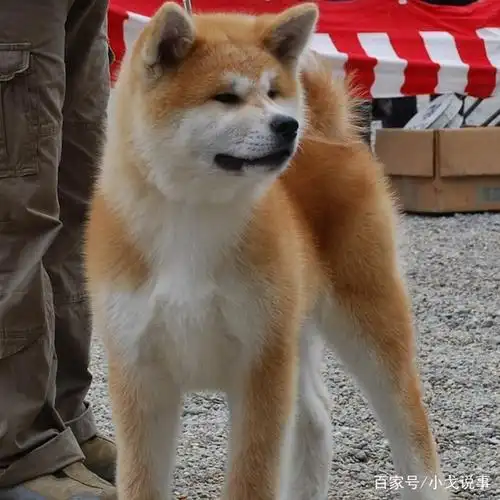 这些日本最可爱的狗狗们,你了解它们名字的由来吗?