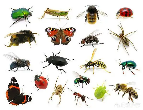 头条问答 - 昆虫的种类有哪些?(5个回答)