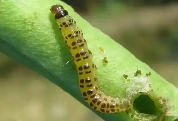 32张蔬菜害虫全图谱