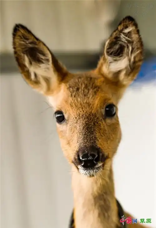 行走千里草原,与萌神"傻狍子"来一场深情凝视