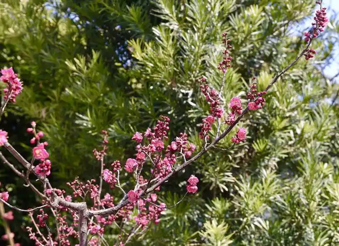 绿色梅花(资料片)