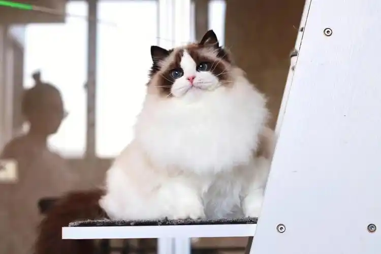 猫  #宠物  #新脸版布偶猫  #布偶猫