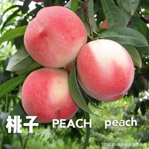 桃子,peach,peach