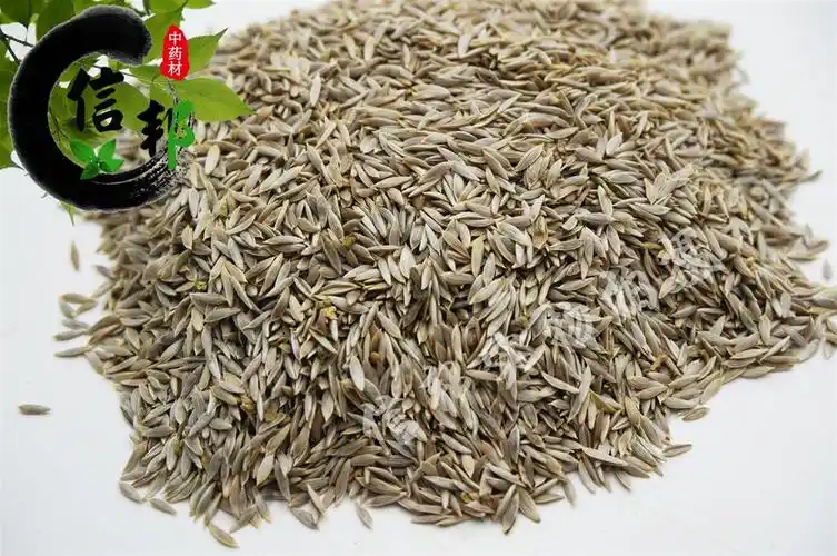 莴苣 白苣胜 白苣子 河北优质白苣子 足干 1公斤起售 欢迎选购合作