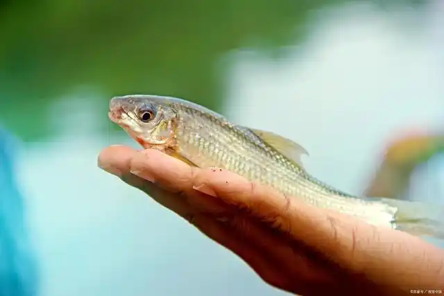 春季钓黄尾鱼的4个要点