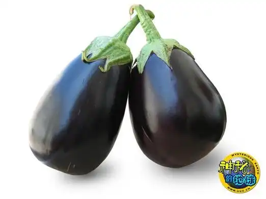 印度科学领袖支持转基因茄子