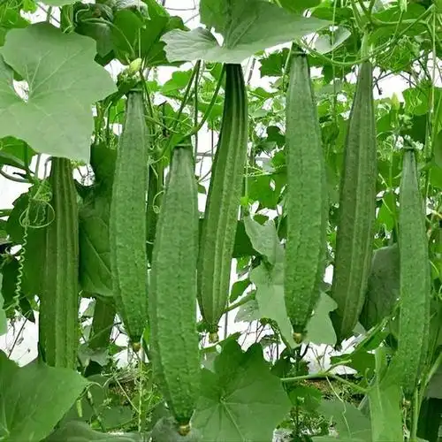 丝瓜与广东丝瓜的区别广东丝瓜喷什么药结瓜多无残留质量才好