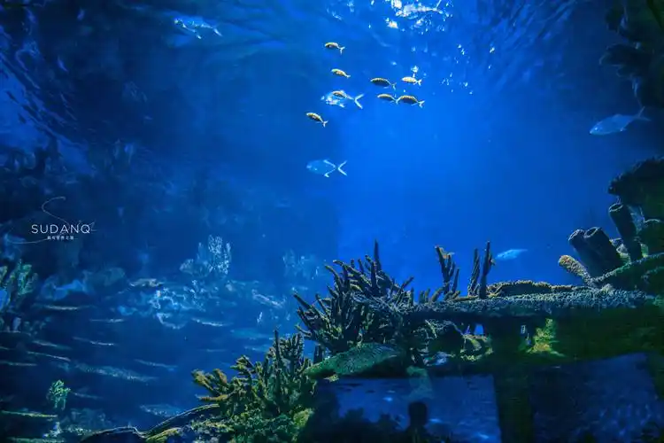 大江大湖大武汉,武汉也有一片"海洋世界",潜水喂食鲨鱼太刺激_极地