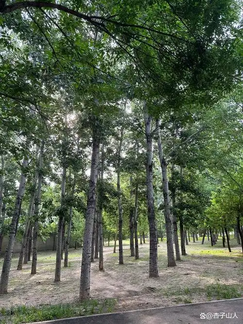 杨树(俗称白杨),北方最常见的一种落叶乔木,北方每个角落都有它生长的