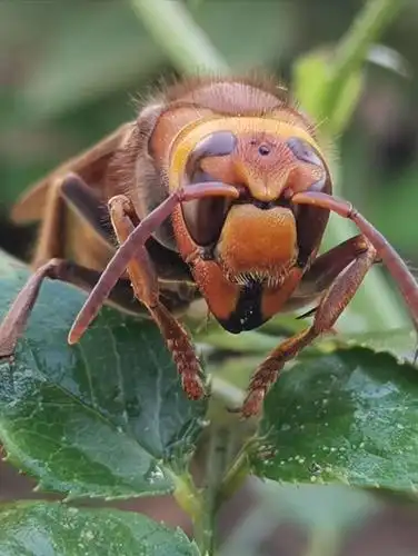 昆虫世界—太平镇昆虫记(2)《石头树的美篇》
