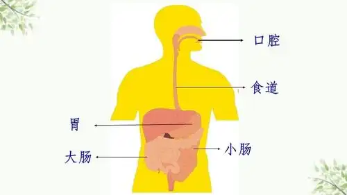 人体消化系统