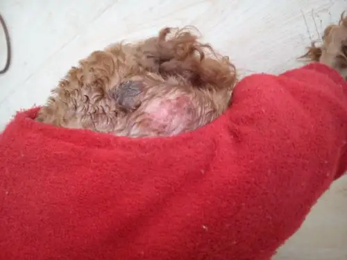 一岁泰迪眼皮红肿,屁股上面起东西了,急急急!