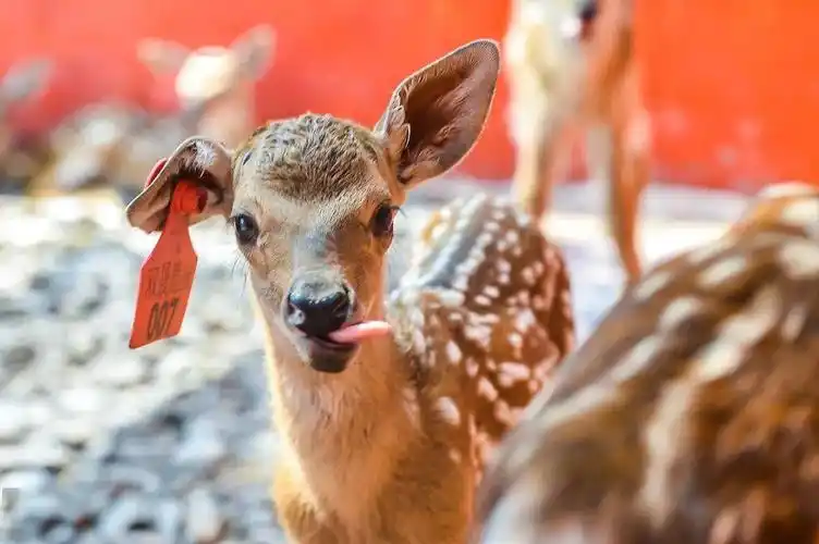 永康这里48只梅花鹿宝宝,好想偷回家!