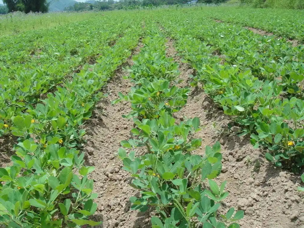 花生怎么种植产量高?花生的种植技术与管理