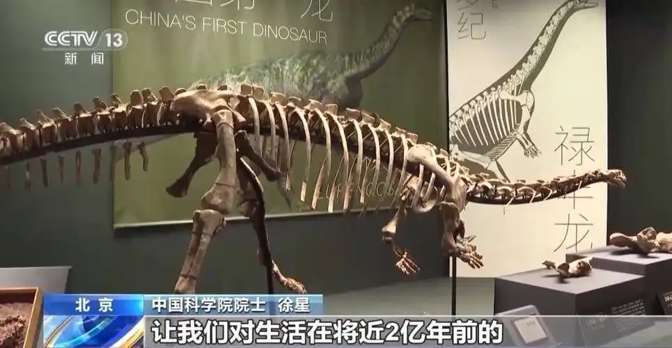 走,去博物馆!看化石,赏文物 暑期"文化游"持续升温_展览_洛阳_恐龙