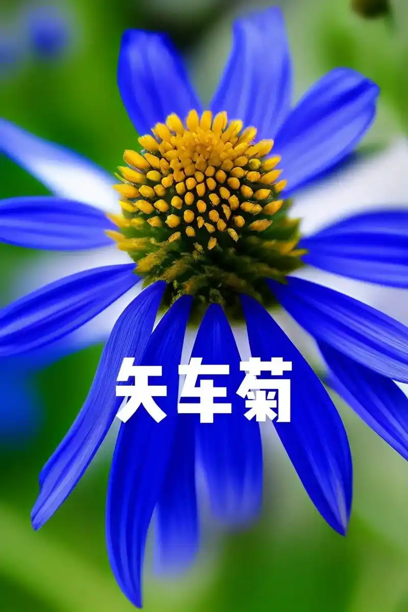 矢车菊.#图文伙伴计划 #好看的花一定要分享给你 #抖音带你 - 抖音