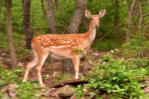 在星火疗养院后山,野生梅花鹿饲养站很火.