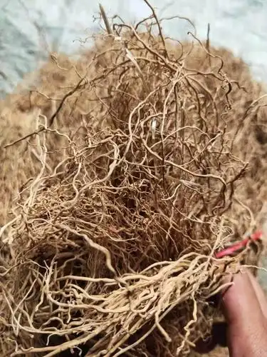 中药材批发白龙须白龙须的价格