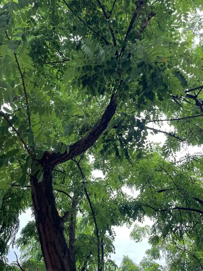 这是一颗特别的树.小时候家门口有一颗刺槐树,时常跑到它面前陪 - 抖