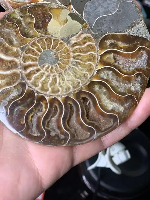 买了几只海螺化石,横切面还是很漂亮的,手机效果.