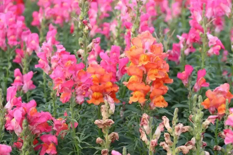 绝美大片二沙岛拍小众照片高级感十足