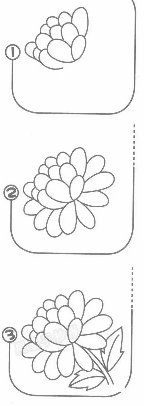 大花金叶菊简笔画