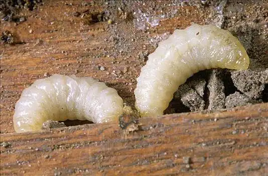 红切叶蜂,幼体,欧洲