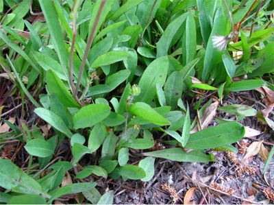 剪刀股辨别知识:剪刀股全株无毛,茎略带白色,基生叶