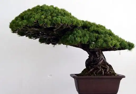 大阪松整体树势向右侧取势,上部结顶部位枝条要"长