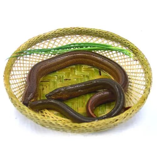 农谣野生黄鳝老渔民野河捕长鱼河鲜净膛约500g现杀现发