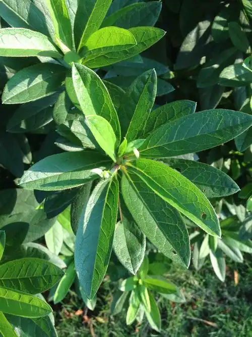 按默认排序|2条回答  5 分钟前 |三级 从叶子来看是杜鹃花,又叫映山红