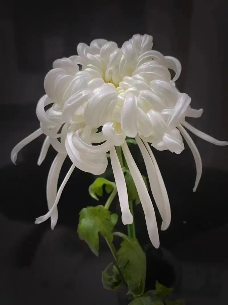 花店常用/真正用来祭奠菊花如图/ 	 向日葵花语:向阳光的方