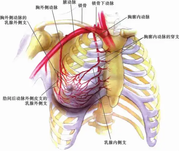 1 乳腺解剖结构1)动脉 ①皮肤真皮下血管网:皮肤真皮下血管网超越中线