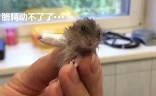 仓鼠打架被打成骨折女主心疼地将它们送去医院治疗后竟萌翻了