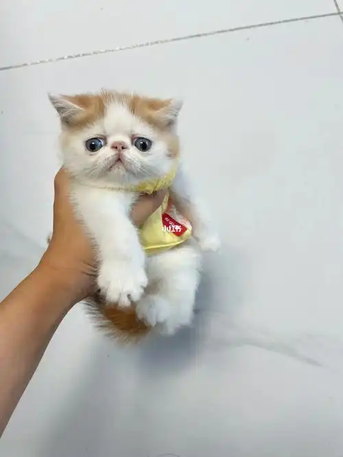 价格不高欢迎咨询,父母都是纯种加菲(图56)咸阳地区欢迎上门看猫#猫咪