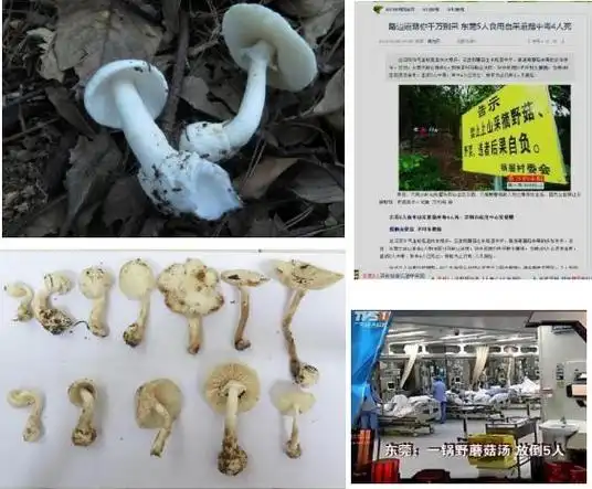 韶关市民 又有人中毒!警惕野生毒蘑菇