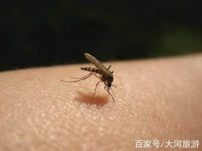 世界上最小的蚊子,体长最小只有1毫米,咬人很疼还有毒性!