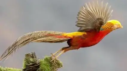 河南农民"鸟人"十年深山保护鸟中凤凰, 看这群凤凰活成啥样