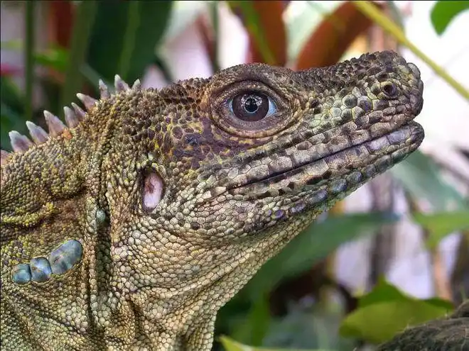 三位数买到成体超过1米的巨物天生霸气的斑帆蜥来啦上新